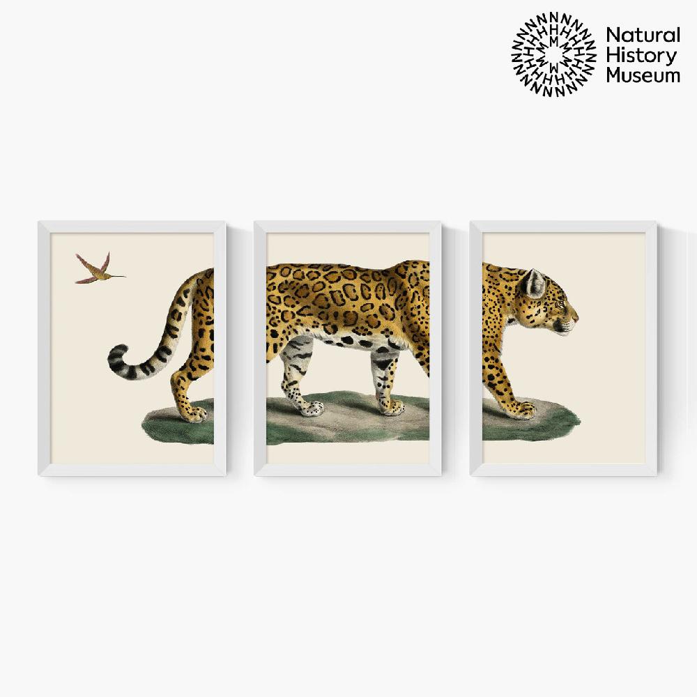 East End Prints Vintage Jaguar Triptych