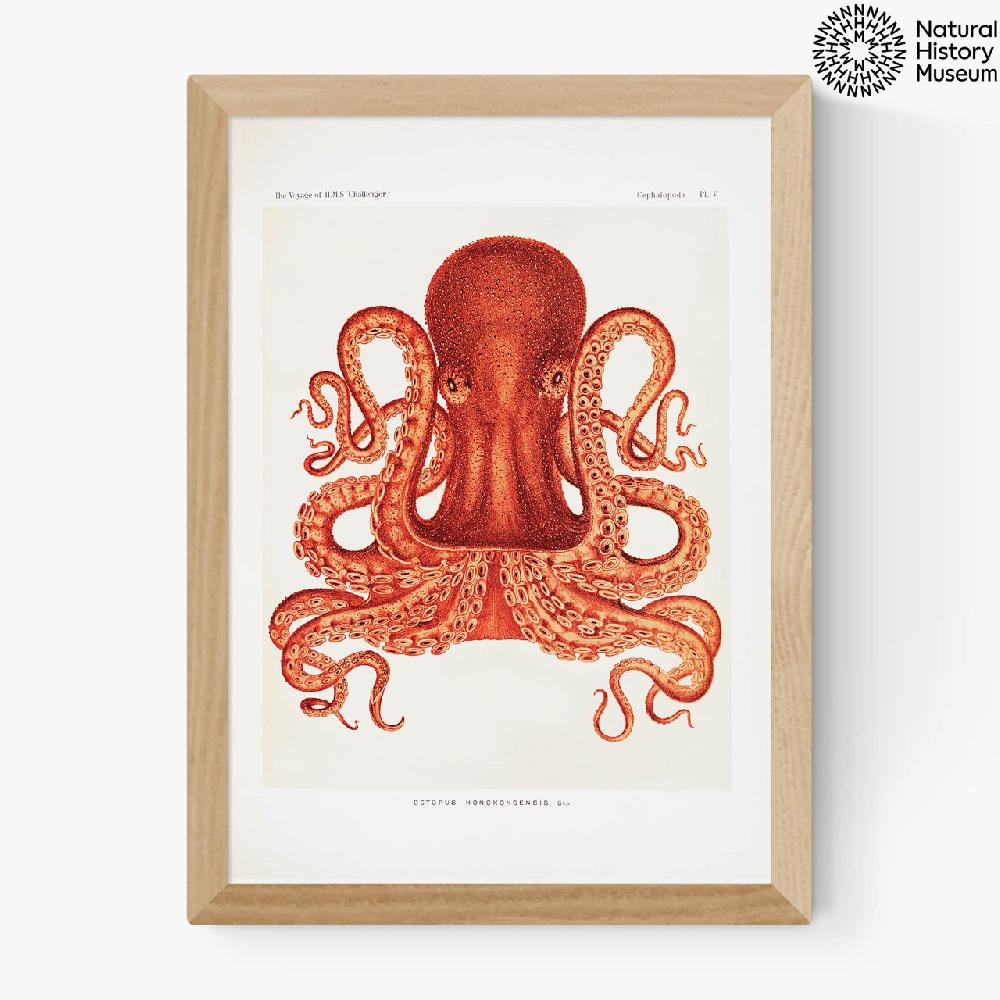 East End Prints Vintage Octopus
