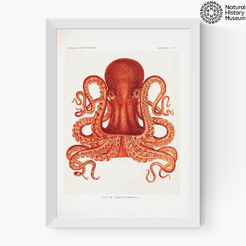 East End Prints Vintage Octopus