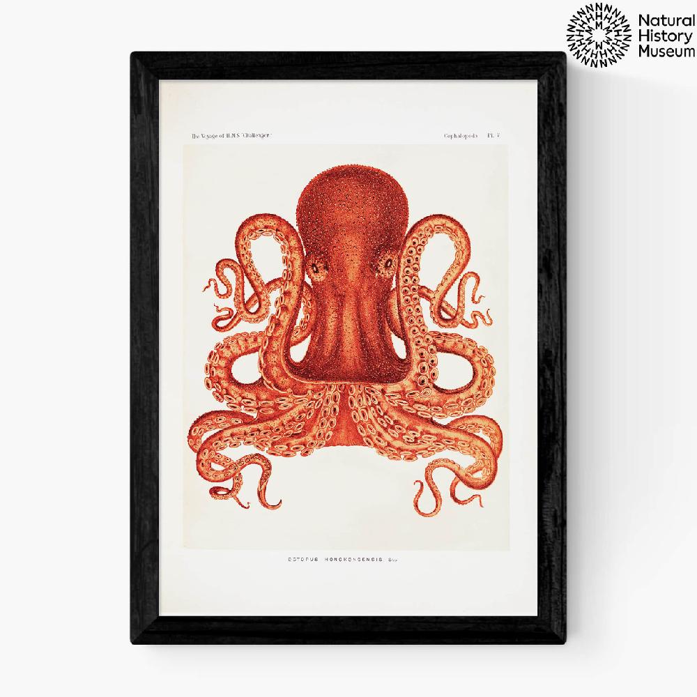 east end prints Vintage Octopus