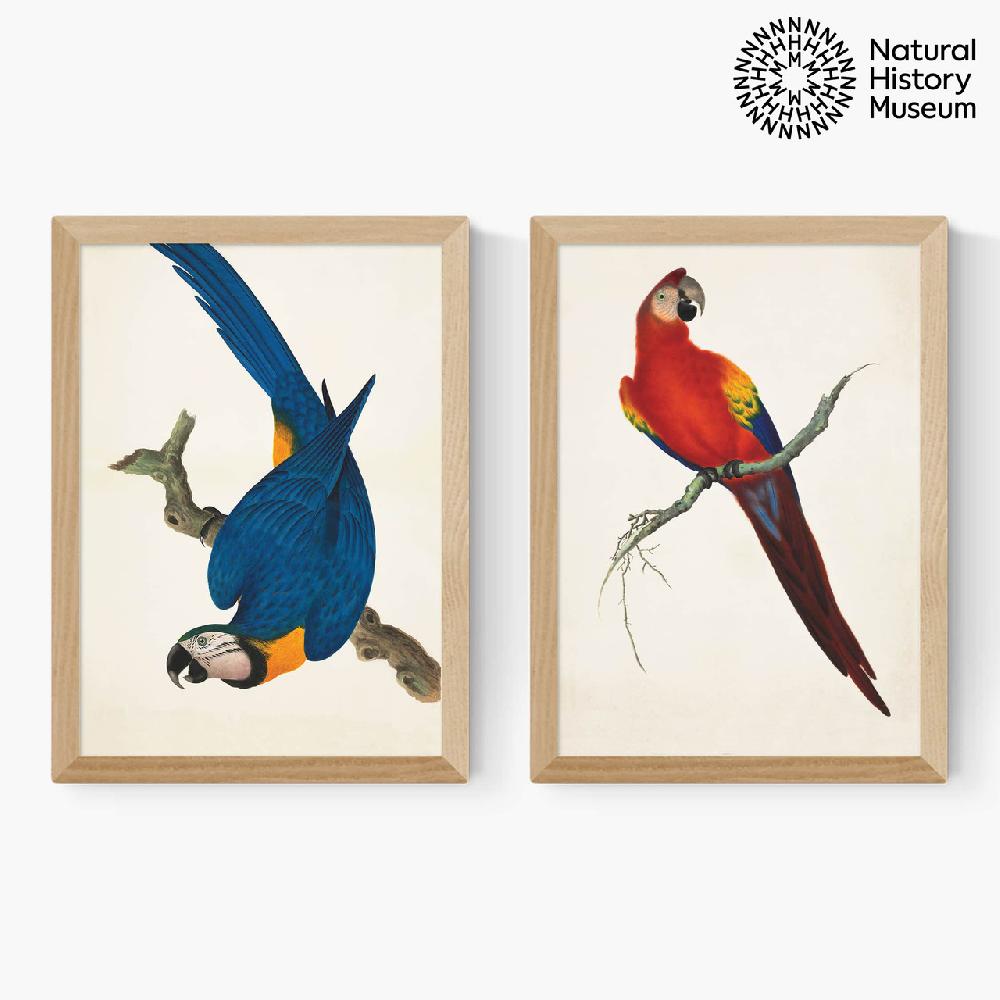 East End Prints Vintage Parrots Diptych