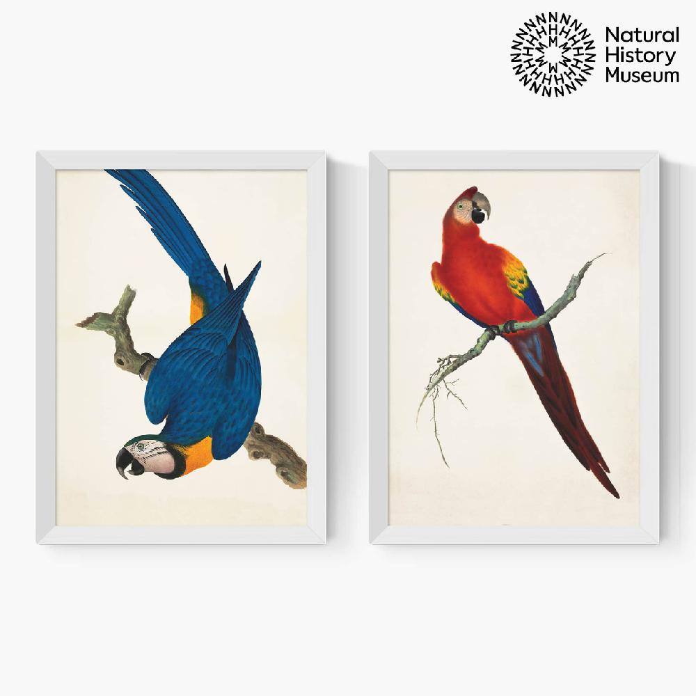 East End Prints Vintage Parrots Diptych