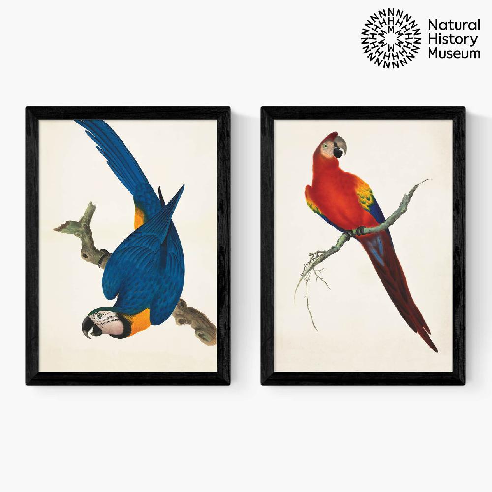 east end prints Vintage Parrots Diptych