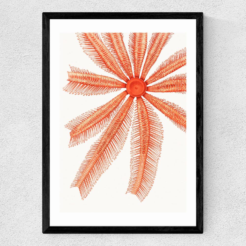 East End Prints Vintage Starfish 1