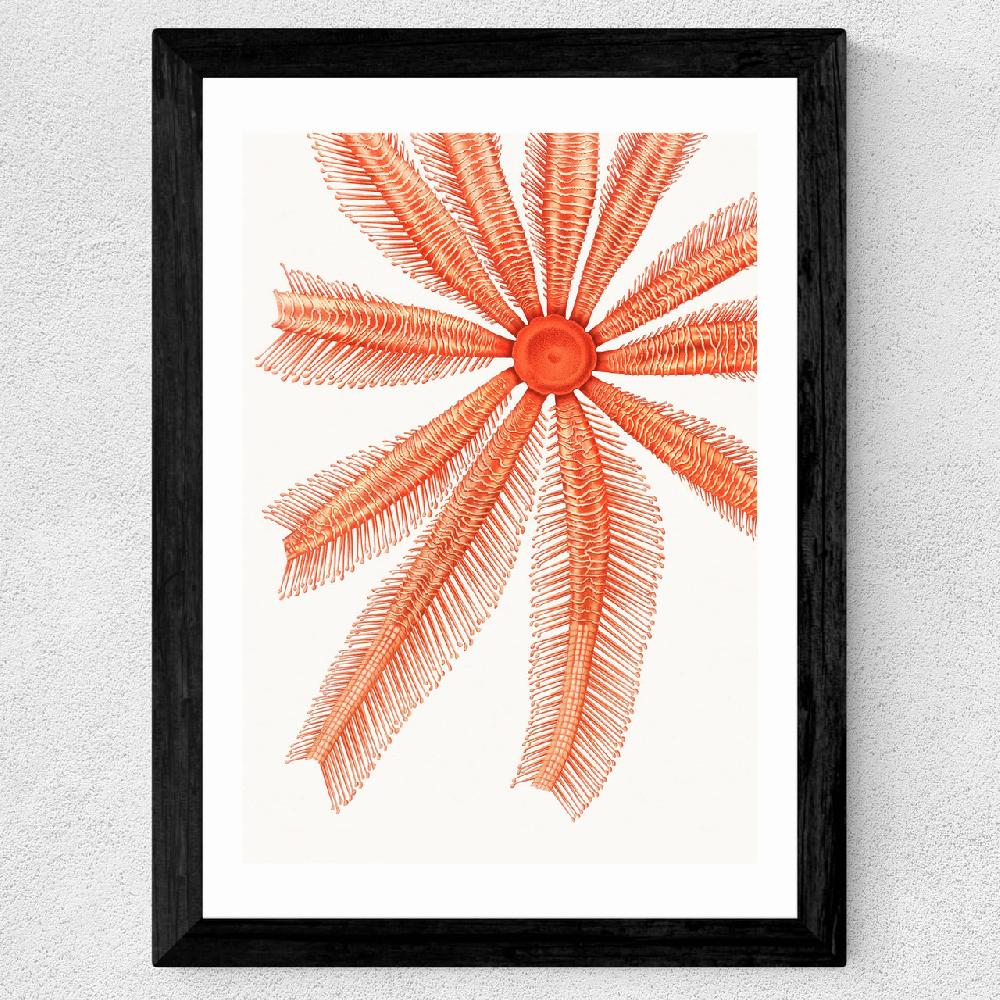 East End Prints Vintage Starfish 1