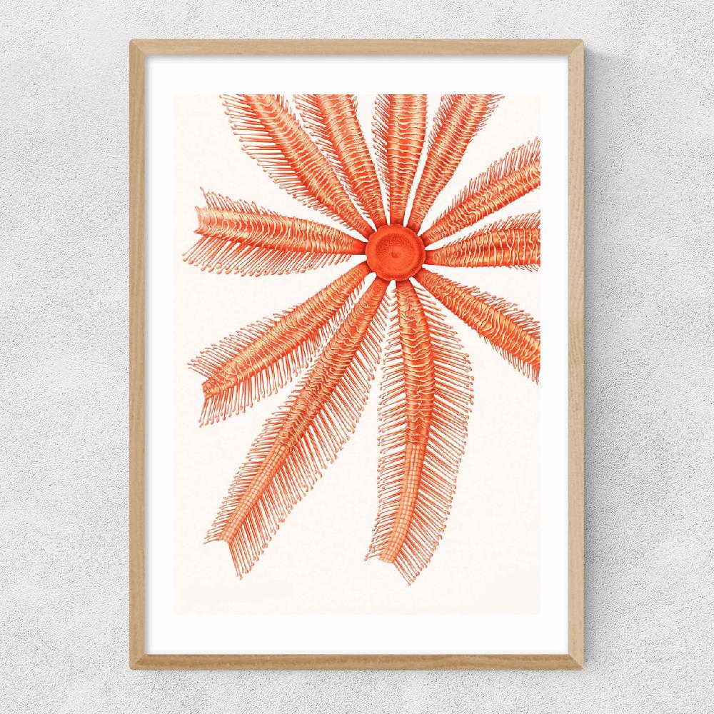 East End Prints Vintage Starfish 1