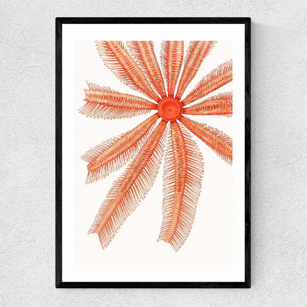 east end prints Vintage Starfish 1