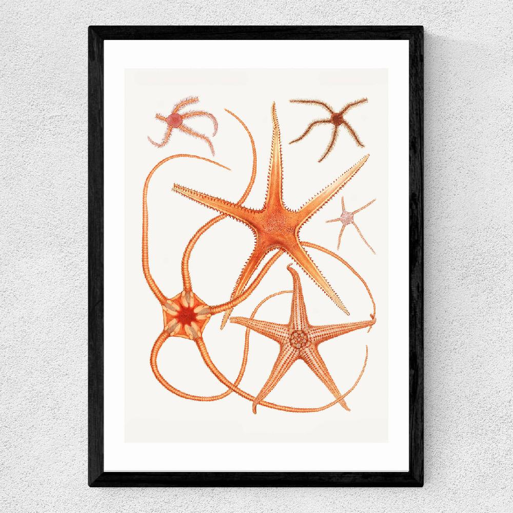 East End Prints Vintage Starfish 2
