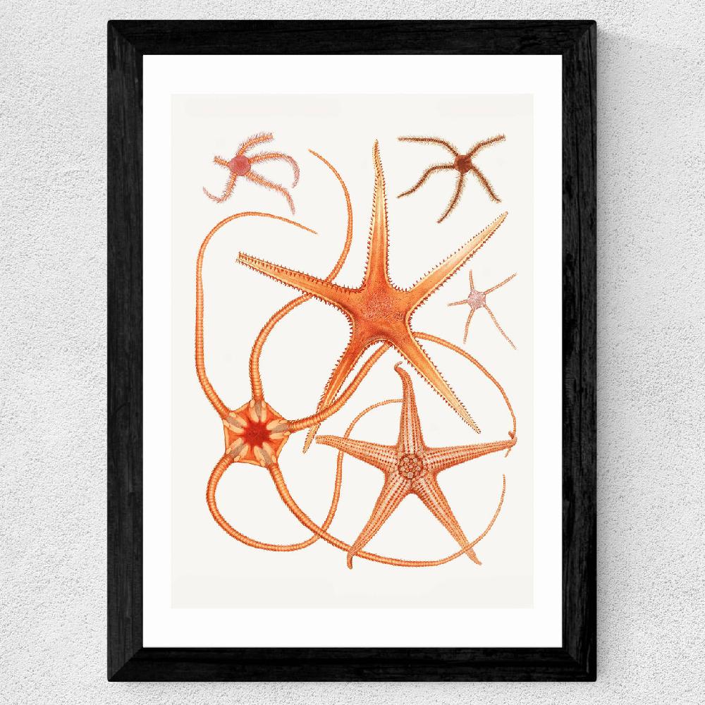 East End Prints Vintage Starfish 2