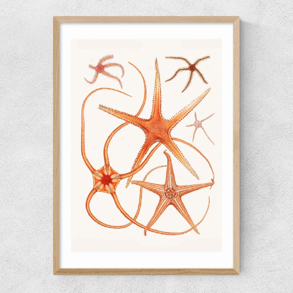 East End Prints Vintage Starfish 2