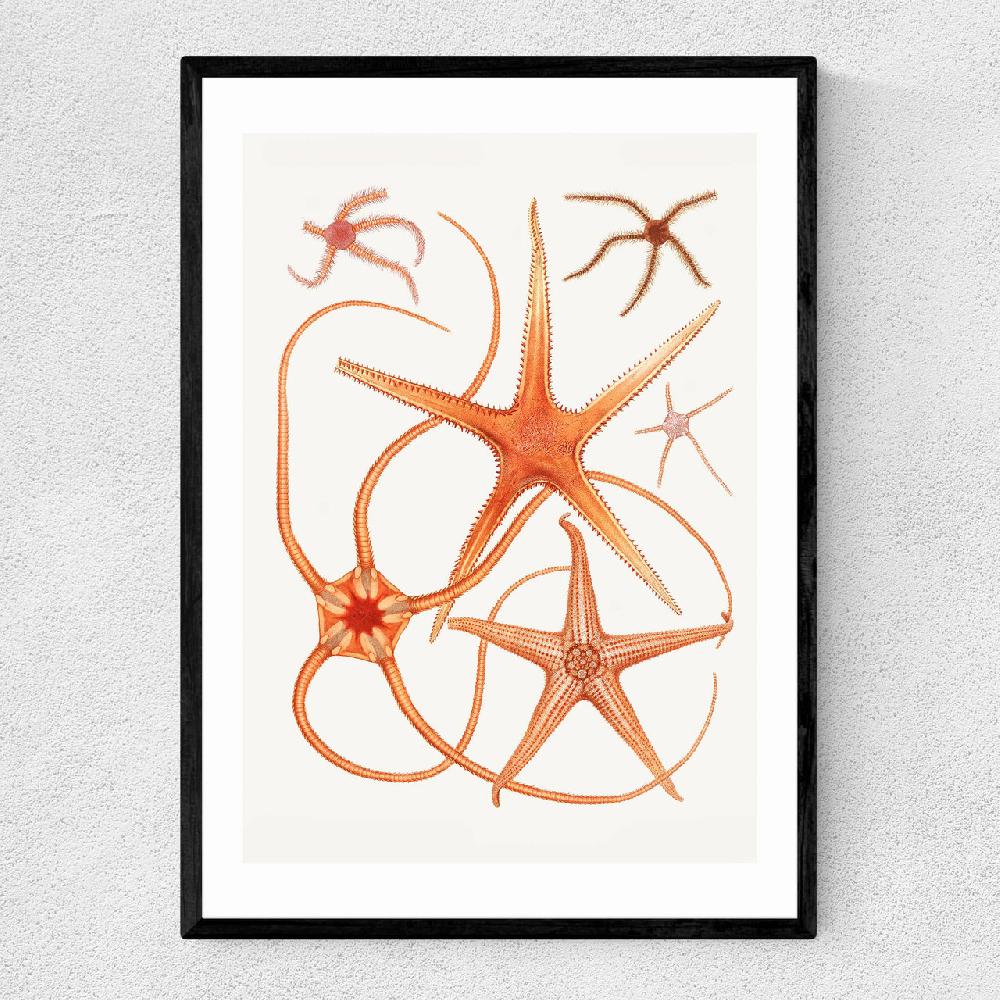 east end prints Vintage Starfish 2