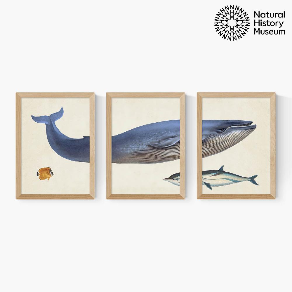 East End Prints Vintage Whale Triptych
