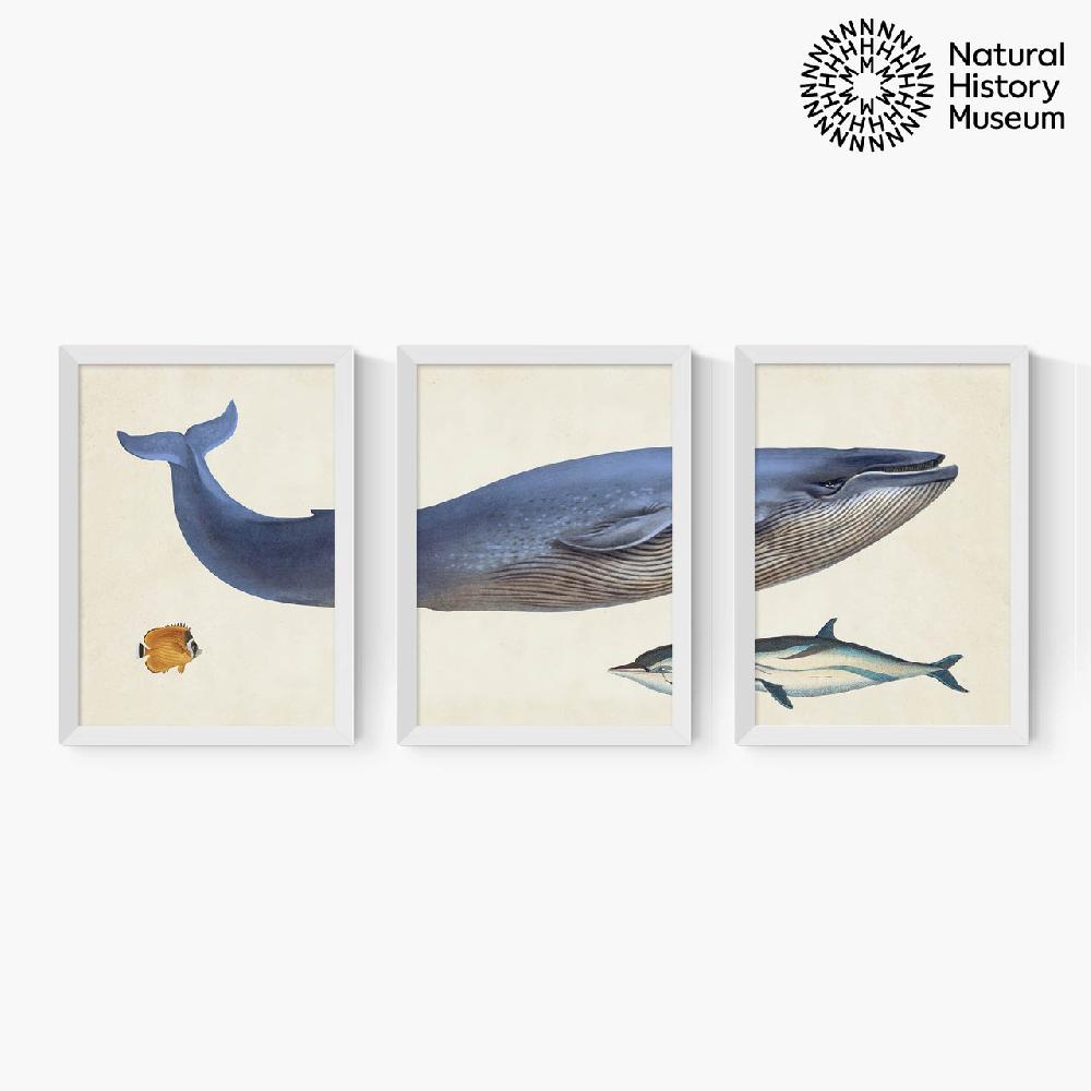 East End Prints Vintage Whale Triptych