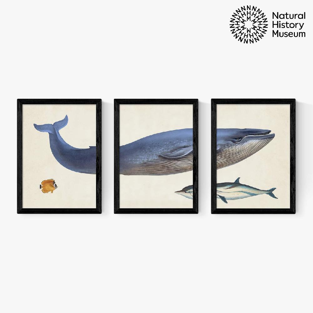 east end prints Vintage Whale Triptych