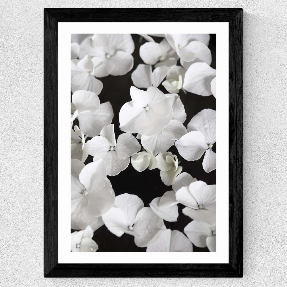 East End Prints White Beauty On Black