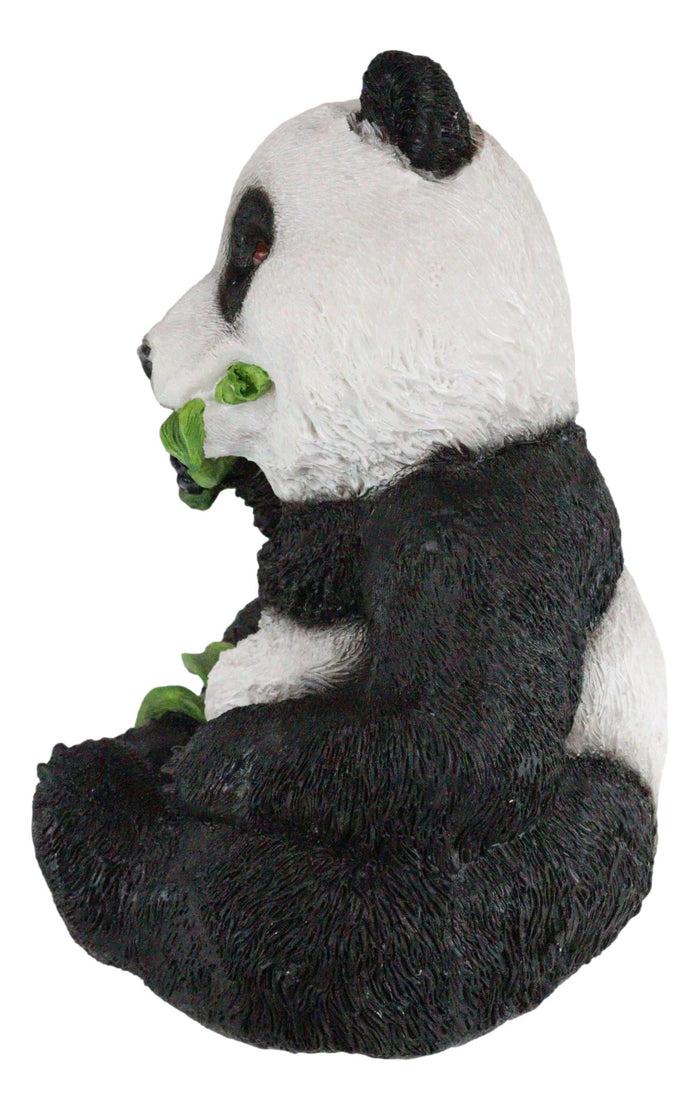 Ebros Gift Adorable Giant Panda Bear Cub Eating Bamboo Leaves Figurine With Glass Eyes