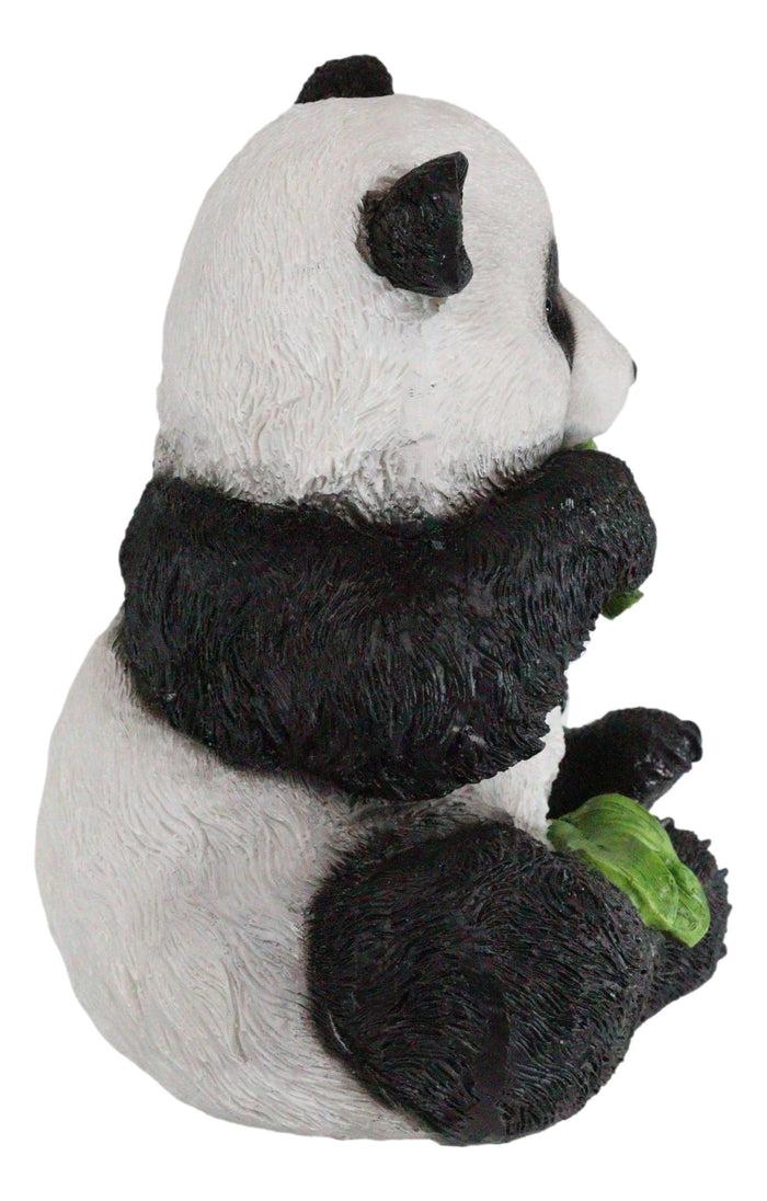 Ebros Gift Adorable Giant Panda Bear Cub Eating Bamboo Leaves Figurine With Glass Eyes