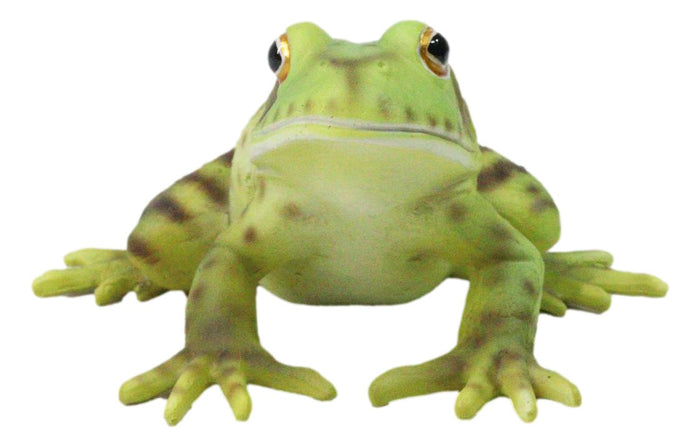 Ebros Gift Amphibian Wild Creatures Realistic Green Frog Decorative Figurine