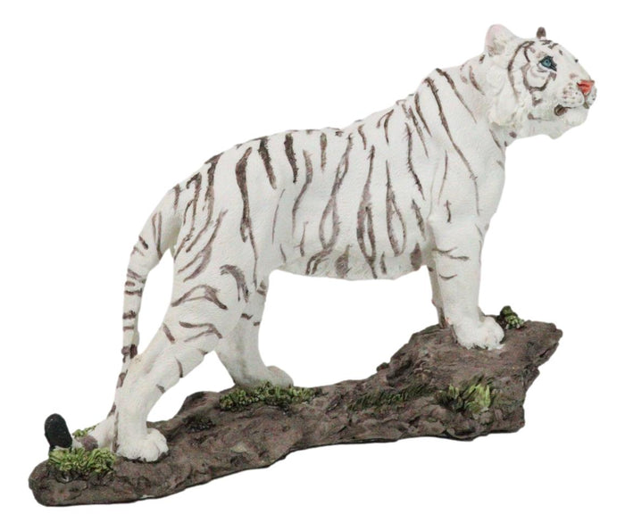 Ebros Gift Apex Jungle Predator Prowling Fierce Siberian White Bengal Tiger Figurine