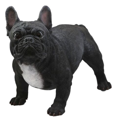 Ebros Gift Cute Large Lifelike Black French Bulldog Statue With Glass Eyes 19.5"Long Decor