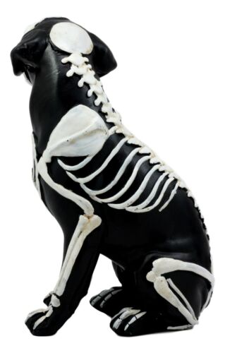 Ebros Gift Day Of The Dead Bone Skeleton Dog Statue 7.5"H X-Ray Canine Skeleton Anatomy