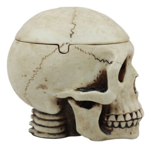 Ebros Gift Day Of The Dead Ossuary Human Skull Ashtray Statue Skeleton Cranium Jewelry Box