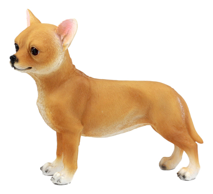 Ebros Gift Ebros Adorable Chiquito Chihuahua Dog Statue 7.75"L Lifelike Short Hair Chihuahua