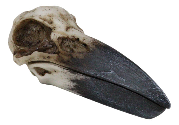Ebros Gift Ebros Bad Omens Witchcraft Gothic Raven Crow Skull Jewelry Box Figurine