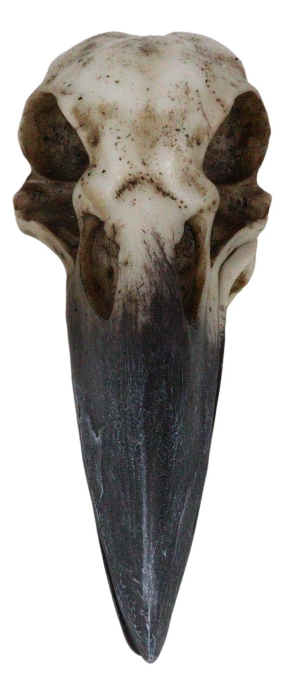 Ebros Gift Ebros Bad Omens Witchcraft Gothic Raven Crow Skull Jewelry Box Figurine