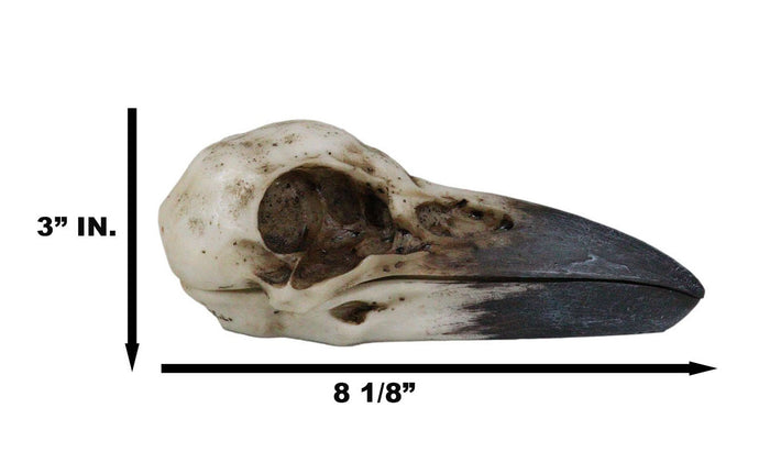 Ebros Gift Ebros Bad Omens Witchcraft Gothic Raven Crow Skull Jewelry Box Figurine