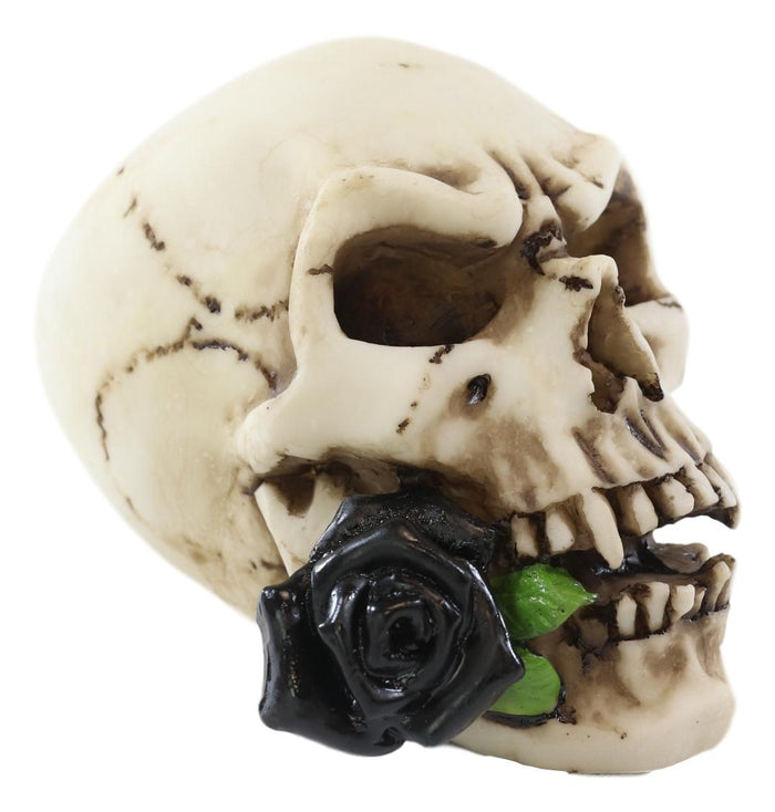 Ebros Gift Ebros Black Tango Vampire Skull Biting Pale Rose Stalk Figurine 5"L Ossuary