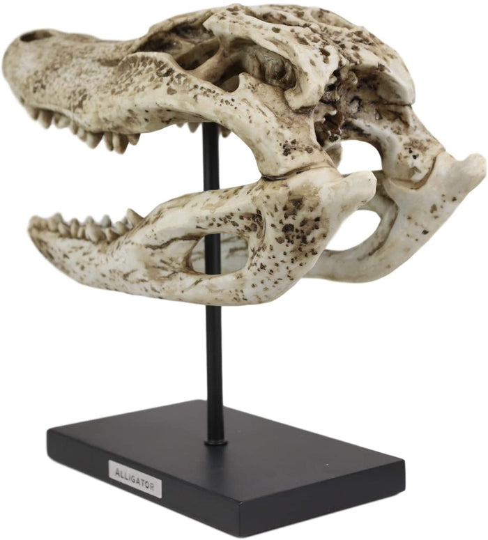 Ebros Gift Ebros Faux Taxidermy Alligator Fossil Skull Baring Jaws And Teeth Statue 14.5"L