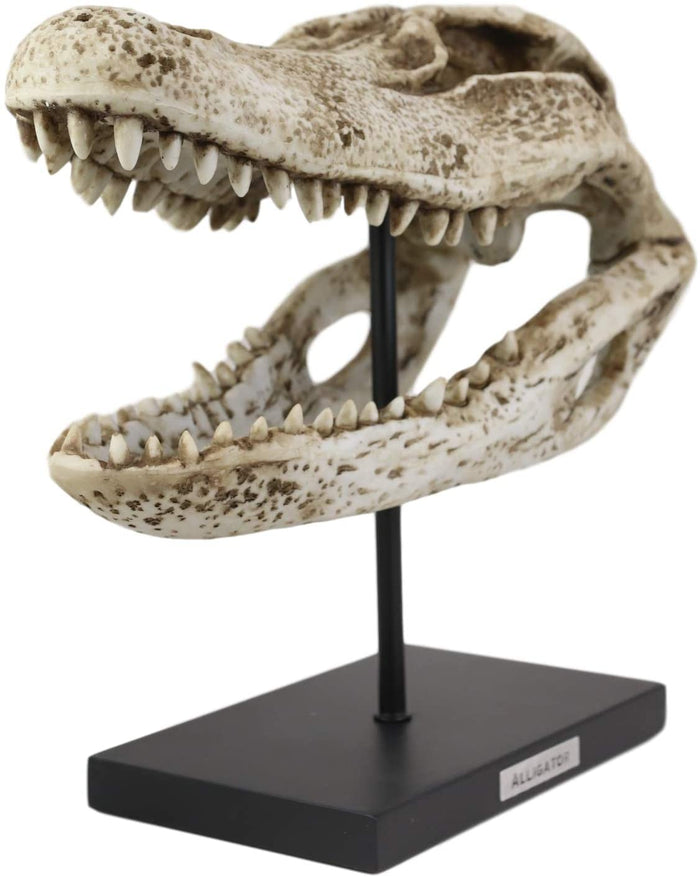 Ebros Gift Ebros Faux Taxidermy Alligator Fossil Skull Baring Jaws And Teeth Statue 14.5"L