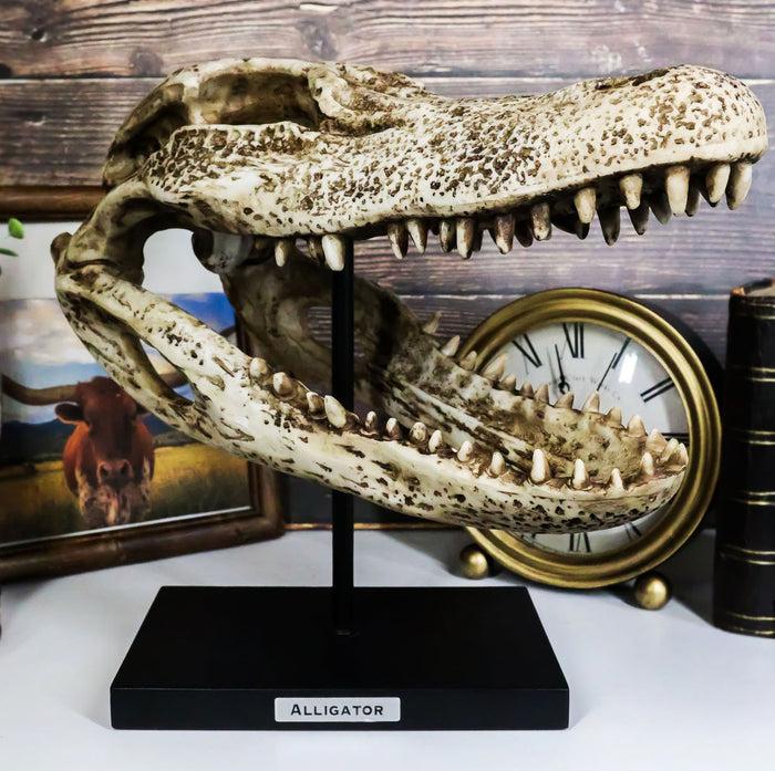 ebros gift Ebros Faux Taxidermy Alligator Fossil Skull Baring Jaws and Teeth Statue 14.5"L