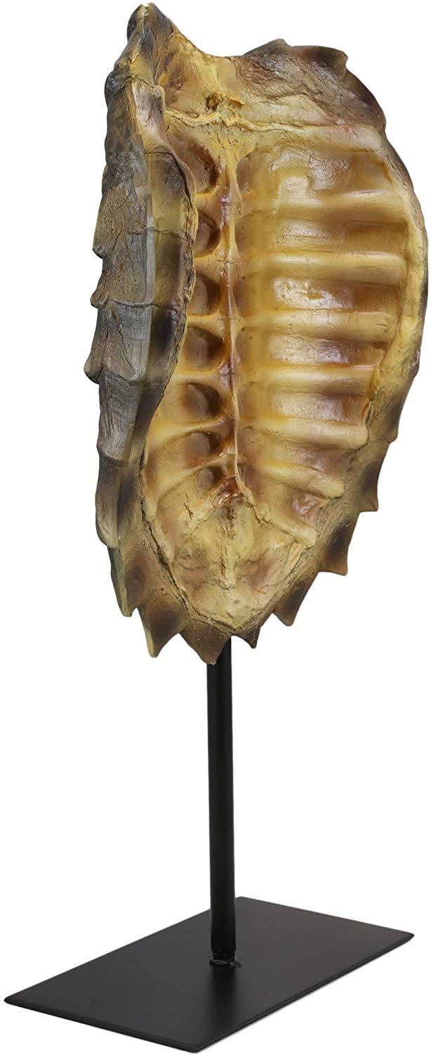 Ebros Gift Ebros Large Nautical Reptile Alligator Snapping Turtle Shell Sculpture On Museum Stand