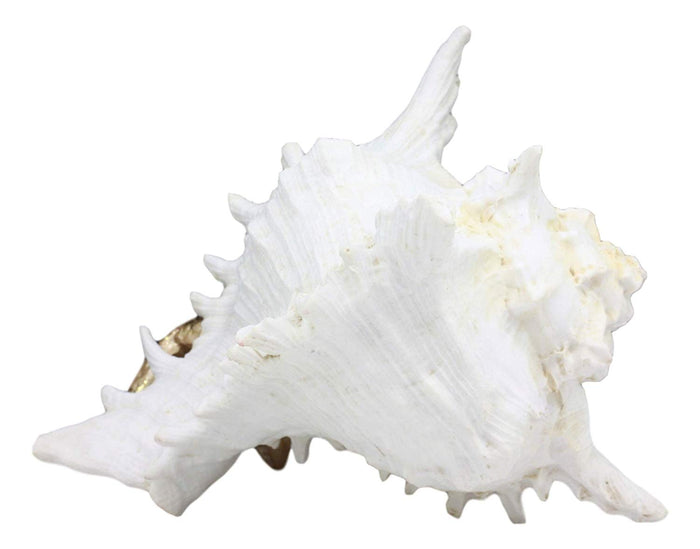 Ebros Gift Ebros Large Ocean Sea Golden Conch Shell Hermit Crab Statue 6.75"L Seashell