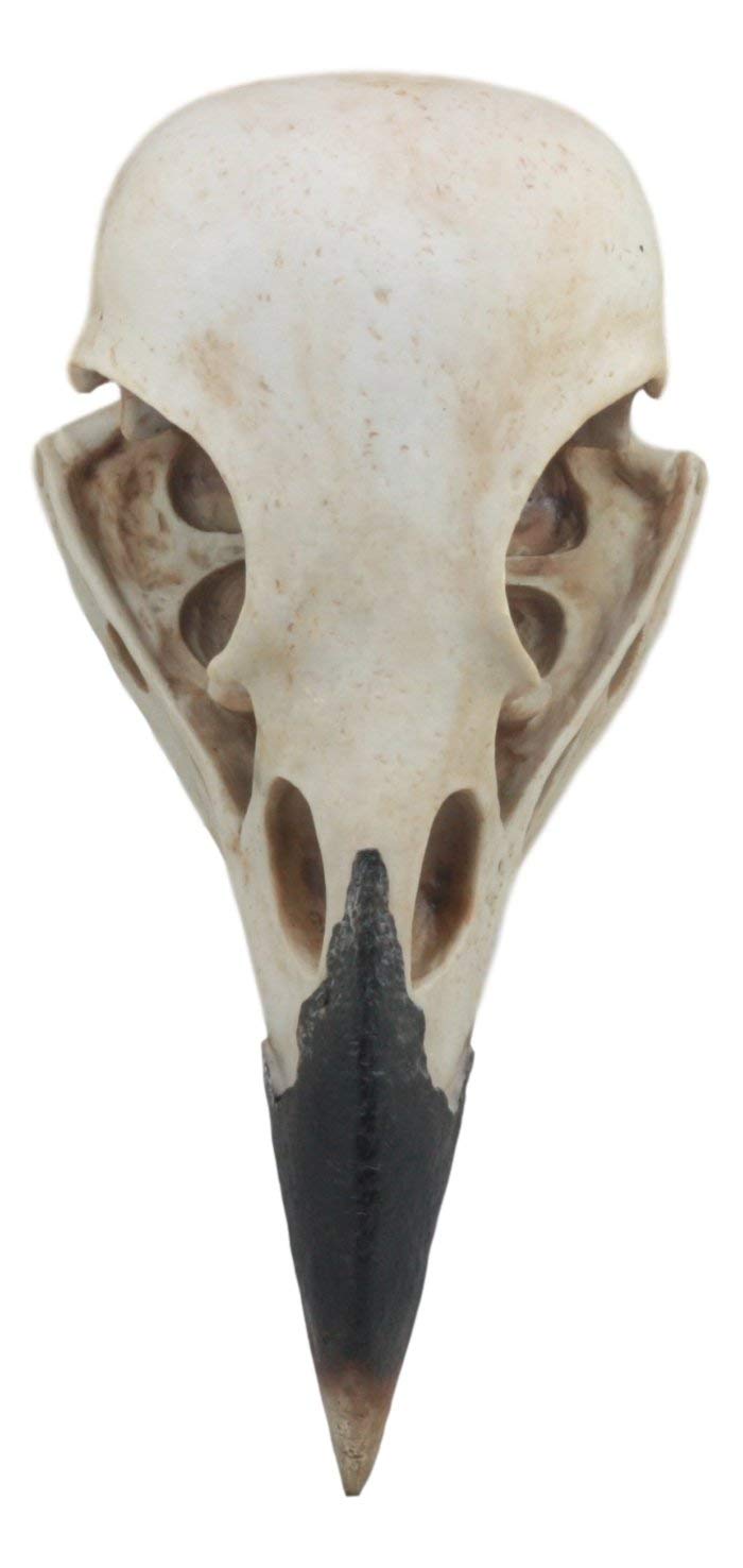Ebros Gift Ebros Large Raven Crow Skull Wall Decor 3D Harbinger Of Doom Corvus Scavenger Bird Wall Plaque 15.75"Tall Taxidermy Art Decor Sculpture