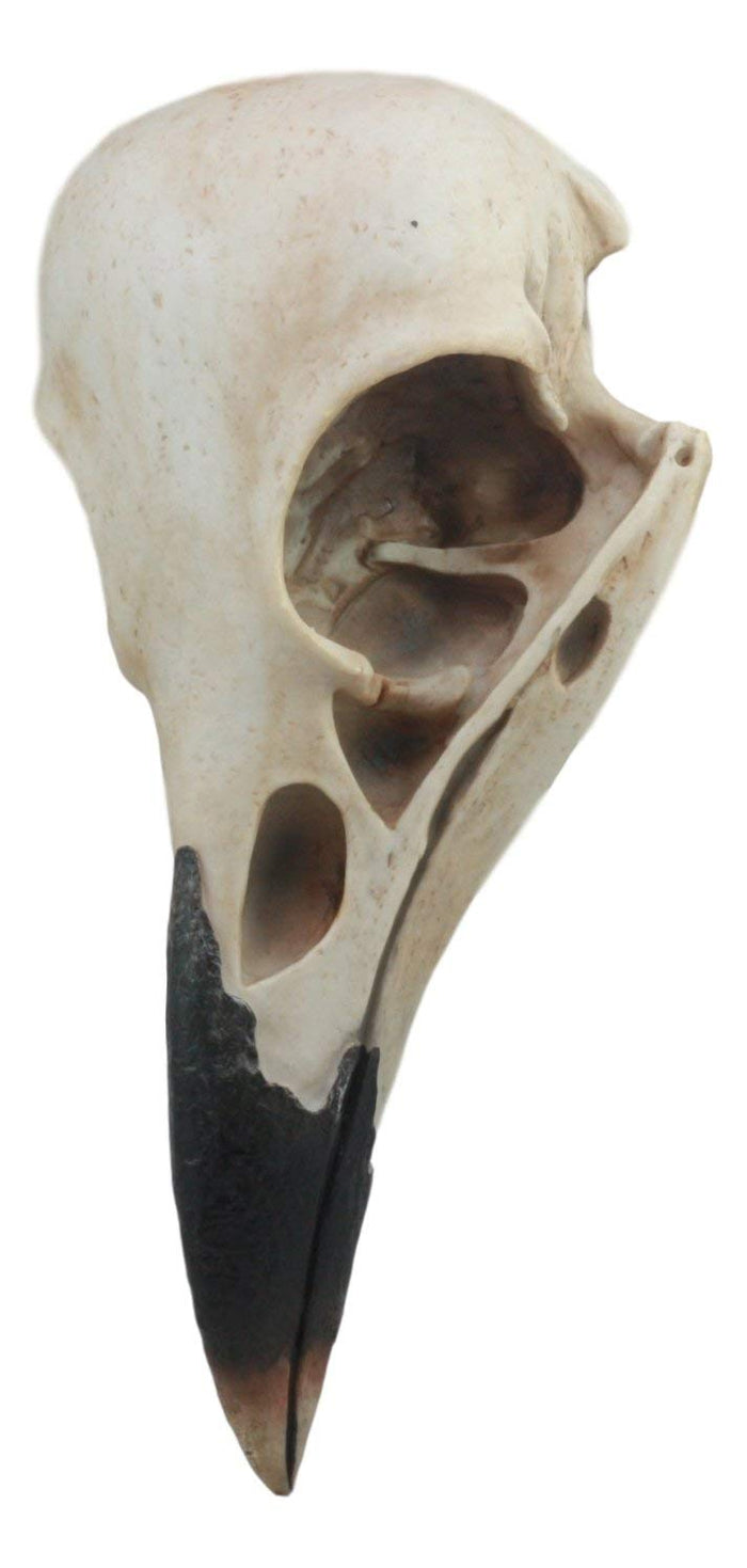 ebros gift Ebros Large Raven Crow Skull Wall Decor 3D Harbinger Of Doom Corvus Scavenger Bird Wall Plaque 15.75"Tall Taxidermy Art Decor Sculpture