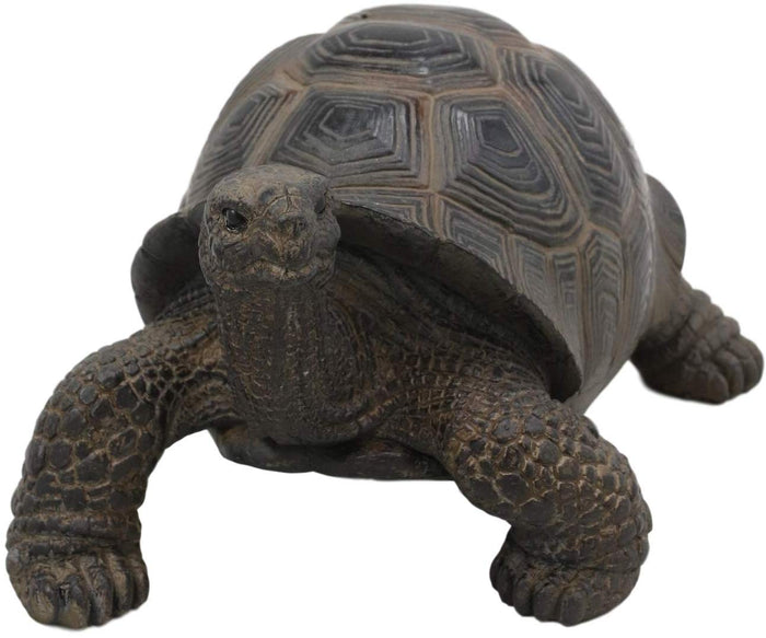Ebros Gift Ebros Lifelike Galapagos Tortoise Statue 6.5" Wide Lucky Zen Turtle Figurine