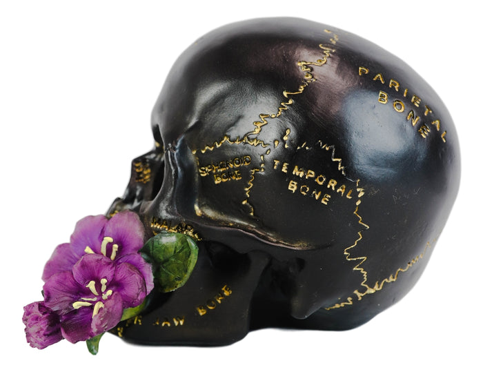 Ebros Gift Ebros Paranormal Pentagram Colonial Witch Salem Map Skull Statue 7" Long Supernatural Occultist Sculpture As Home Decorative Witchcraft Medium Halloween Party Centerpiece