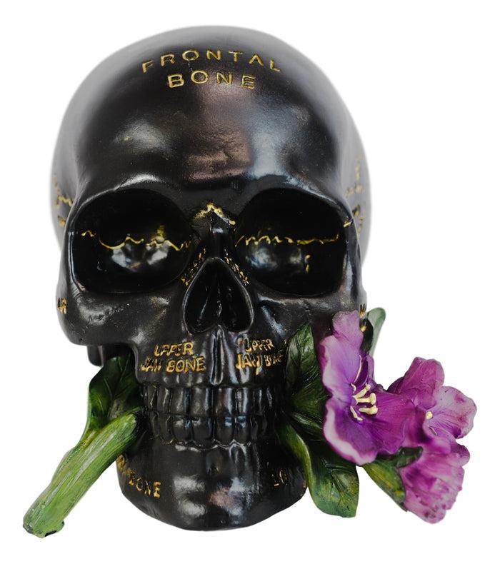 Ebros Gift Ebros Paranormal Pentagram Colonial Witch Salem Map Skull Statue 7" Long Supernatural Occultist Sculpture As Home Decorative Witchcraft Medium Halloween Party Centerpiece