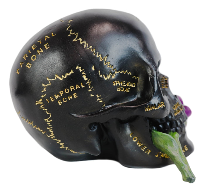 Ebros Gift Ebros Paranormal Pentagram Colonial Witch Salem Map Skull Statue 7" Long Supernatural Occultist Sculpture As Home Decorative Witchcraft Medium Halloween Party Centerpiece