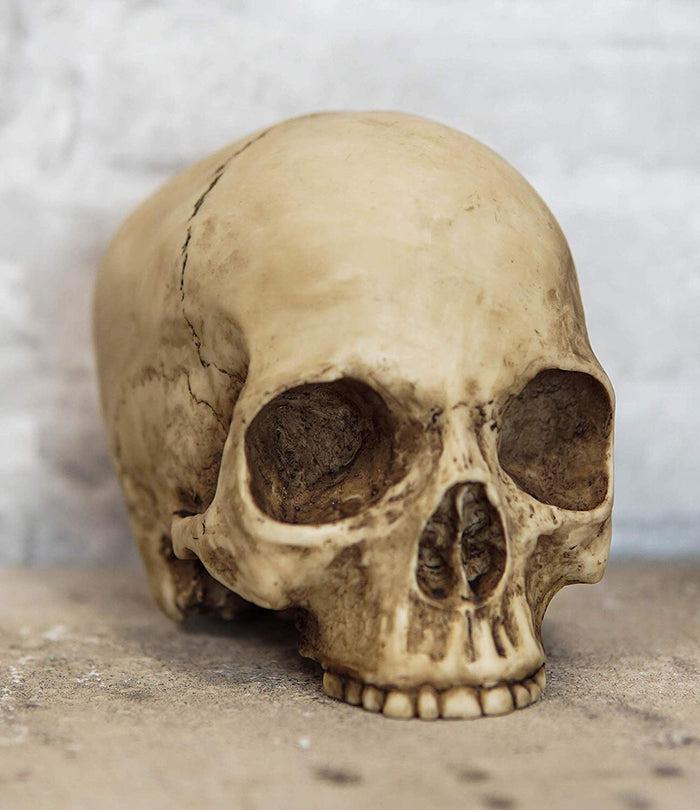 Ebros Gift Ebros Realistic Homo Sapiens Jointed Human Half Jawless Skull Statue 7" Long