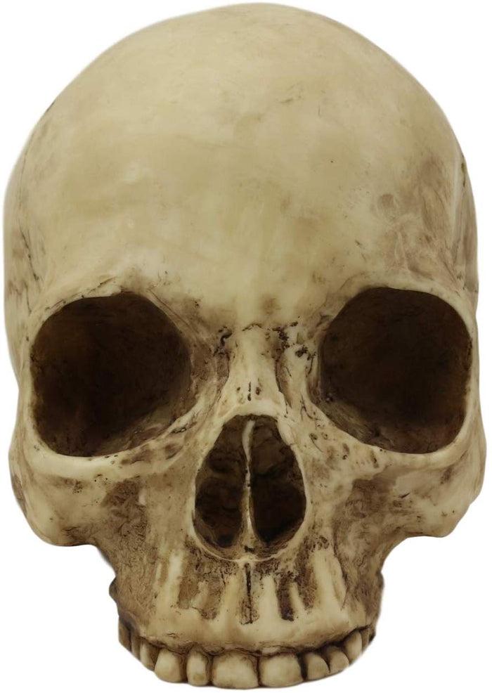 Ebros Gift Ebros Realistic Homo Sapiens Jointed Human Half Jawless Skull Statue 7" Long