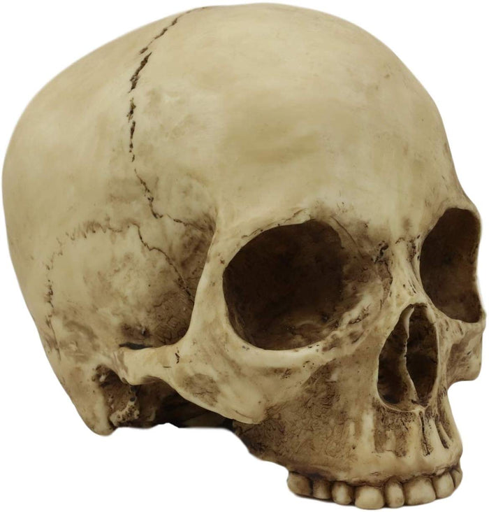 Ebros Gift Ebros Realistic Homo Sapiens Jointed Human Half Jawless Skull Statue 7" Long