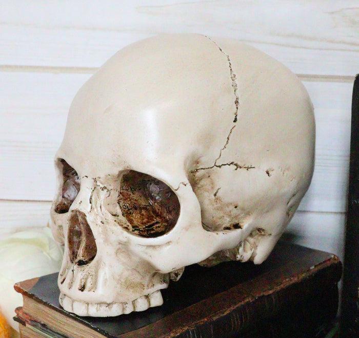 ebros gift Ebros Realistic Homo Sapiens Jointed Human Half Jawless Skull Statue 7" Long