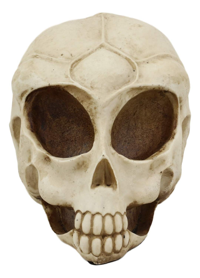 Ebros Gift Ebros Roswell UFO Alien Honeycomb Elongated Skull 8" Long Skeleton Head Figurine