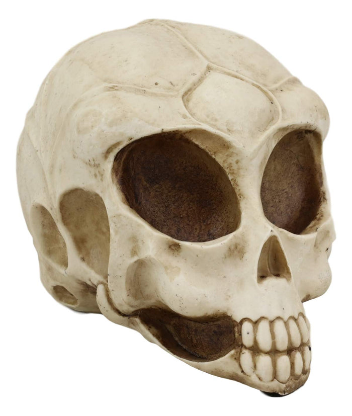 ebros gift Ebros Roswell UFO Alien Honeycomb Elongated Skull 8" Long Skeleton Head Figurine