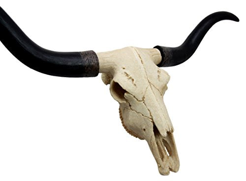 Ebros Gift Ebros Texas Longhorn Steer Cattle Cow Skull Wall Hanging Plaque Figurine 21"L