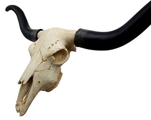 Ebros Gift Ebros Texas Longhorn Steer Cattle Cow Skull Wall Hanging Plaque Figurine 21"L